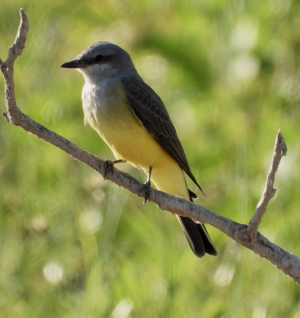 Western Kingbird - ML488498981