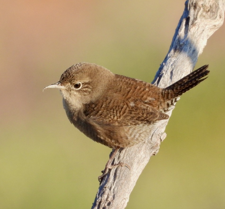 House Wren - Christopher Daniels