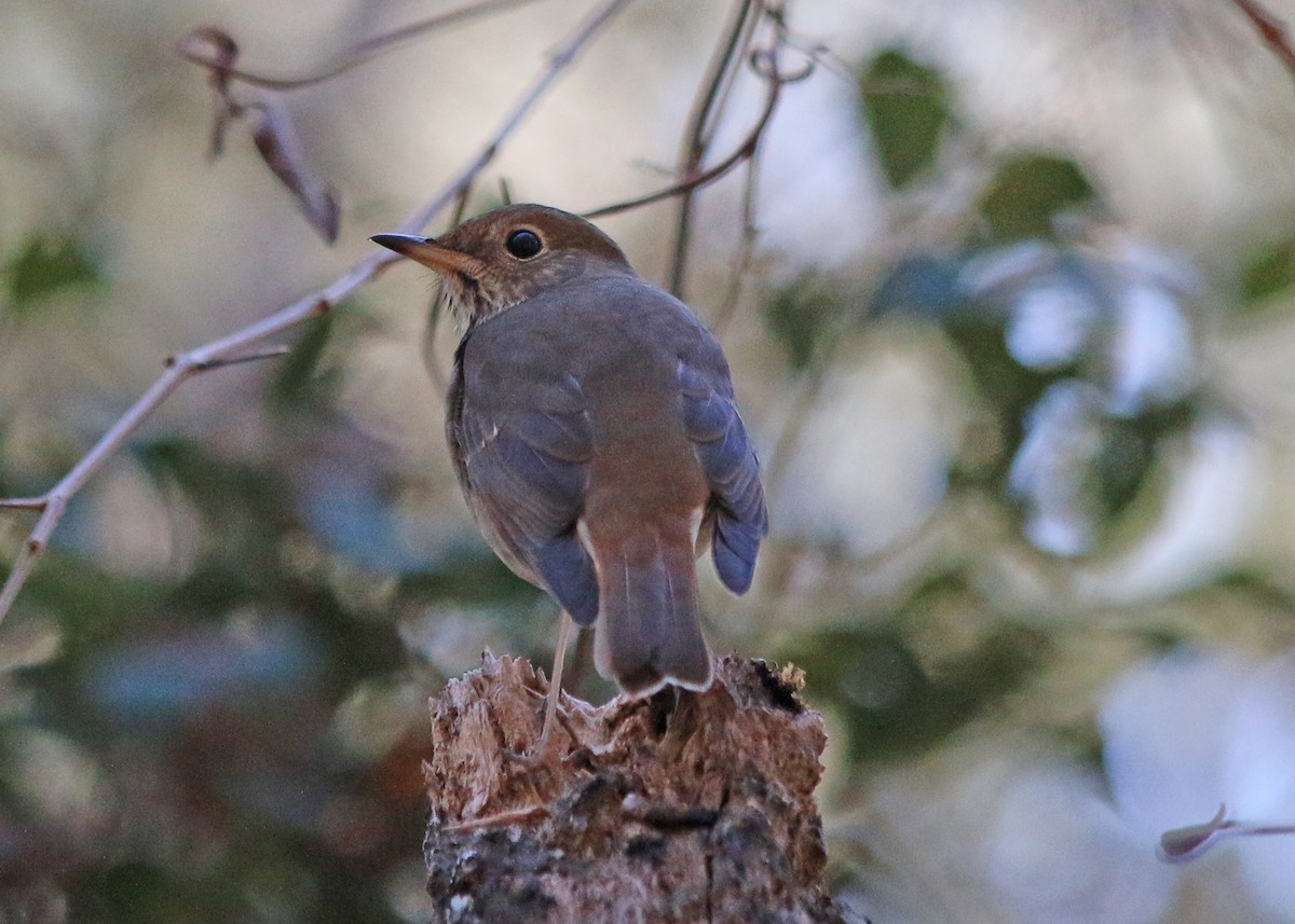 Hermit Thrush - ML48849921