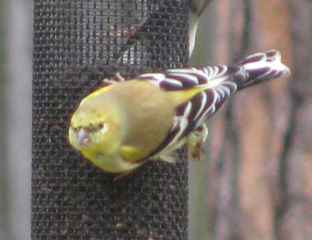 čížek žlutý - ML48849991