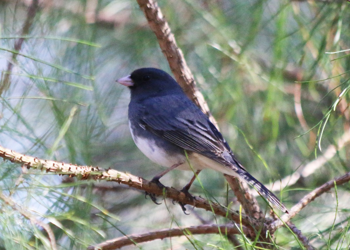 Dark-eyed Junco - ML48850051