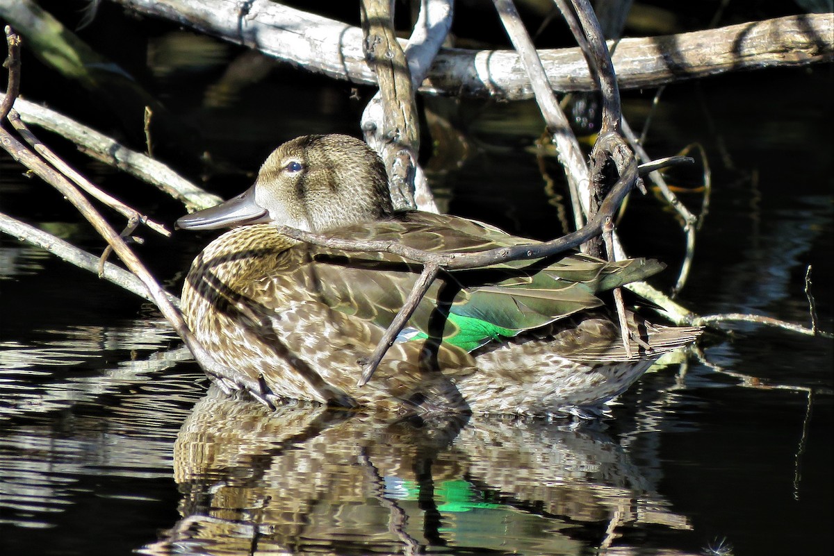 Green-winged Teal - ML488500841