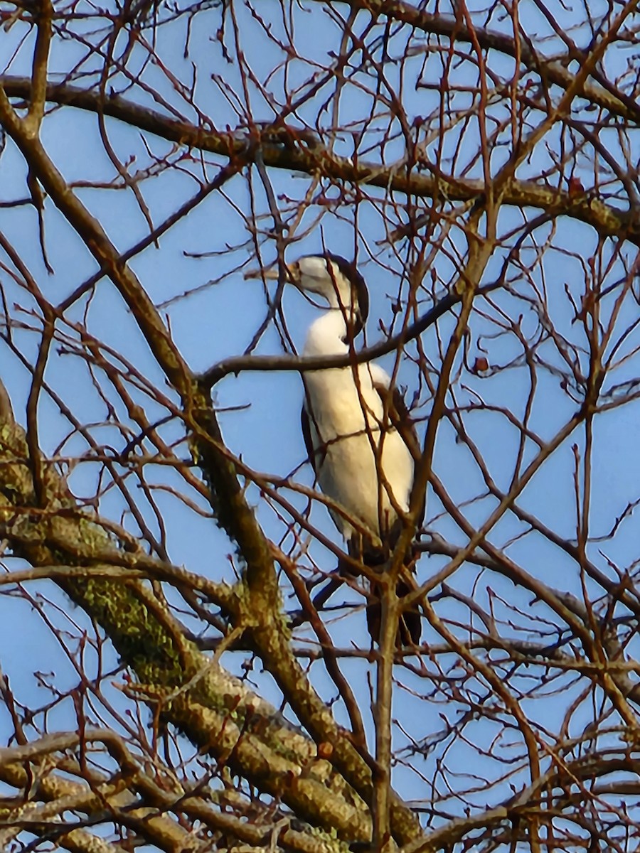 Pied Cormorant - ML488501921