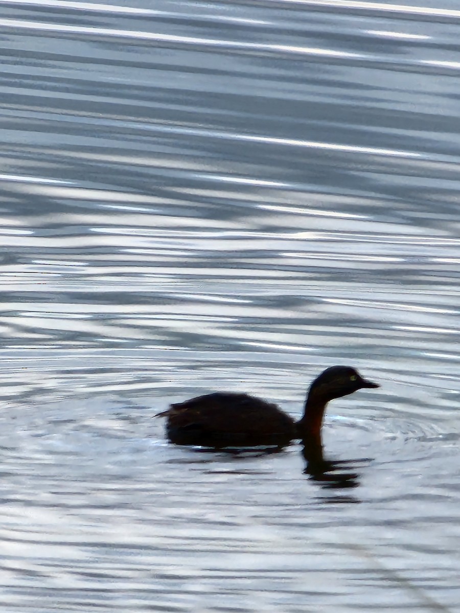 New Zealand Grebe - ML488502051