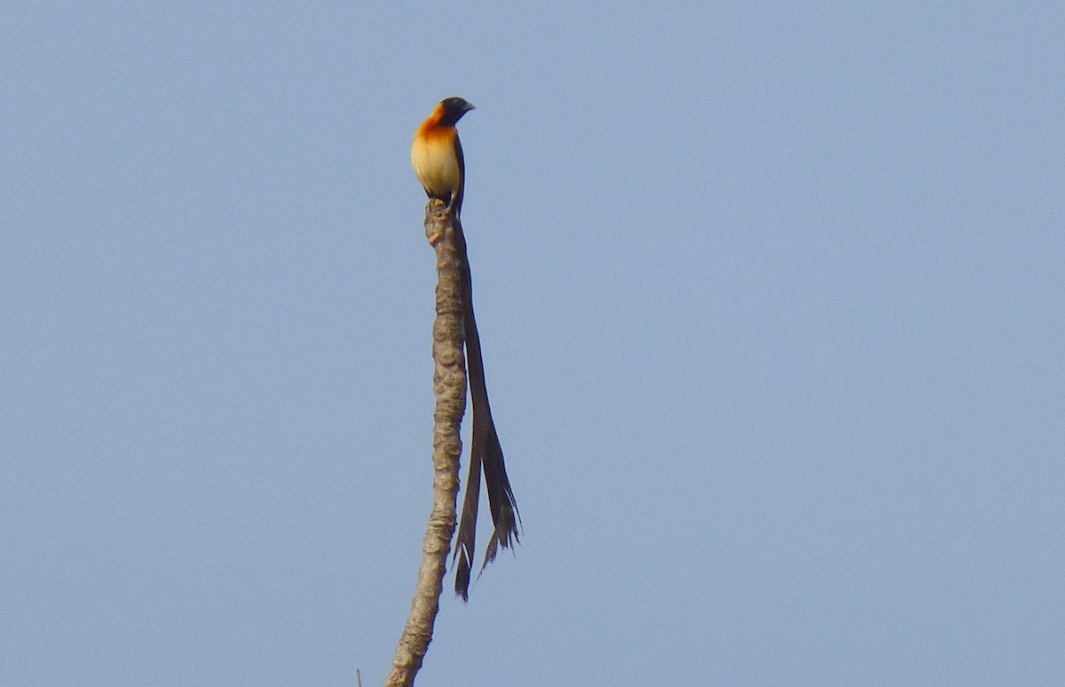 Togo Paradise-Whydah - Pat McKay