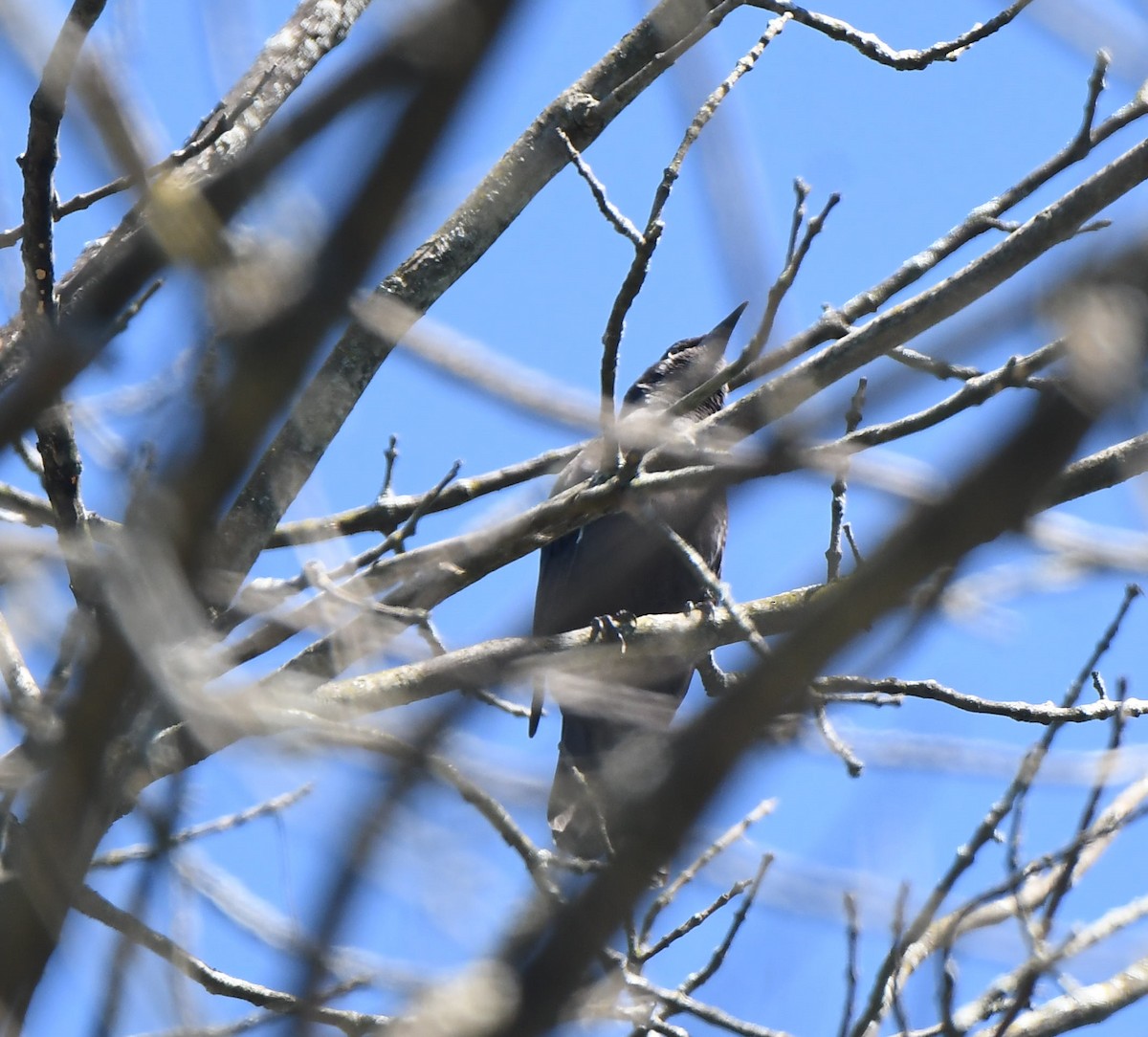 Rusty Blackbird - ML488504141