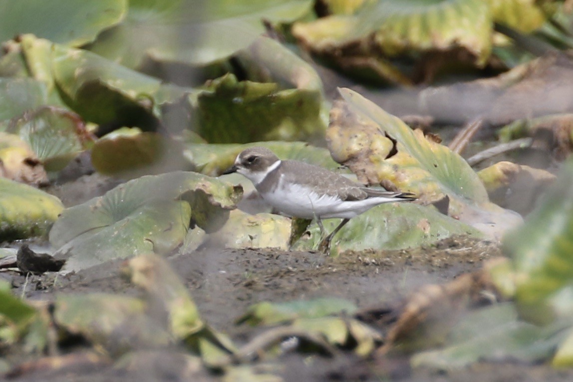 Semipalmated Plover - ML488505851