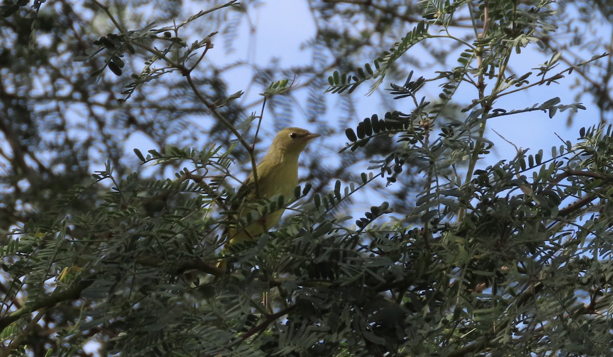Western Tanager - ML488509951