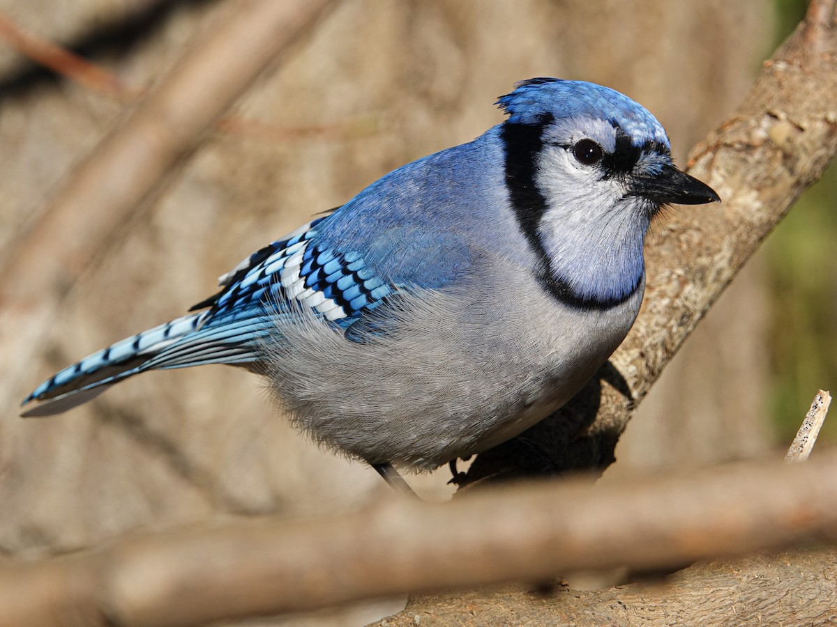 Blue Jay - ML488510161