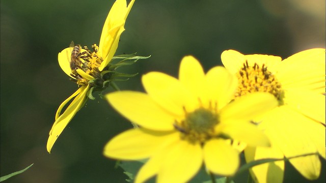 Western Honey Bee - ML488511