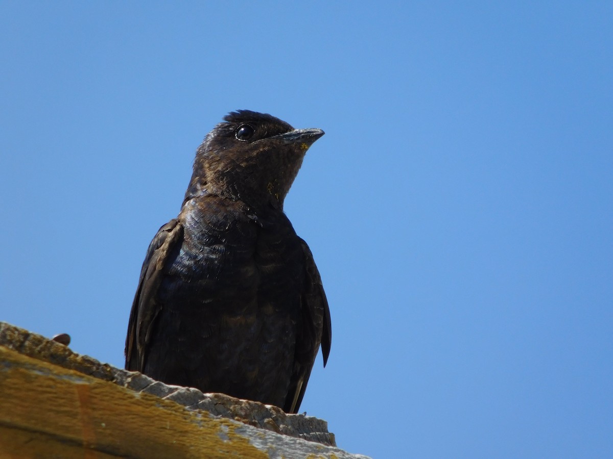 Golondrina Sureña - ML488512401