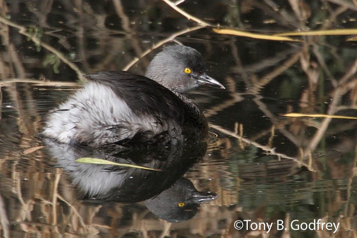 Least Grebe - ML48851261