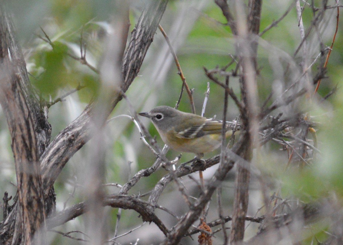 Blue-headed Vireo - ML488513561