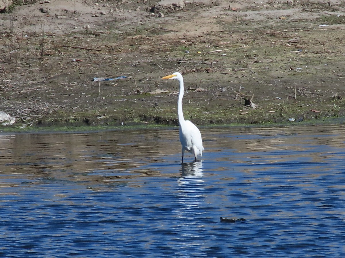 Цасч дэглий - ML488514221