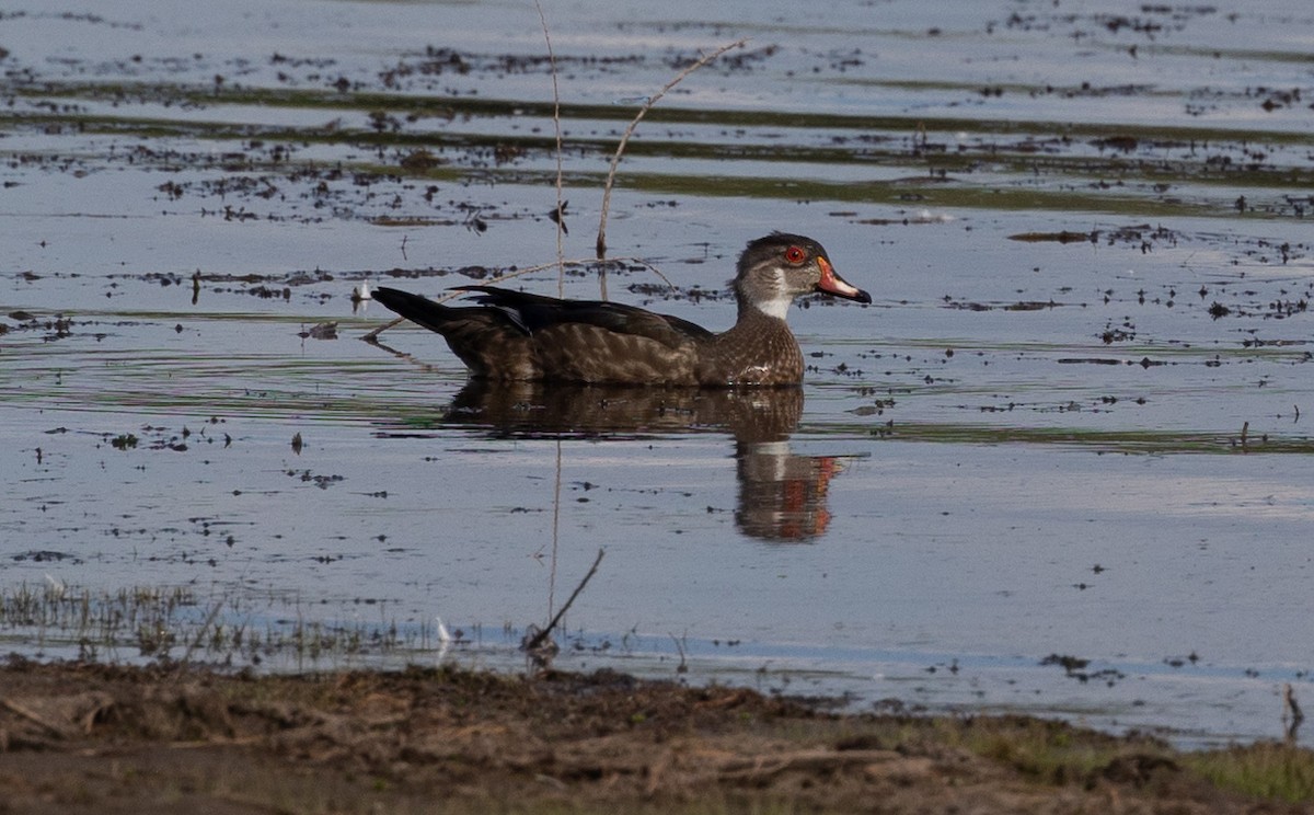 Wood Duck - ML488514251