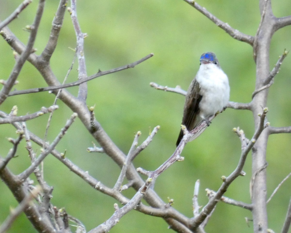 Violet-crowned Hummingbird - ML488514851