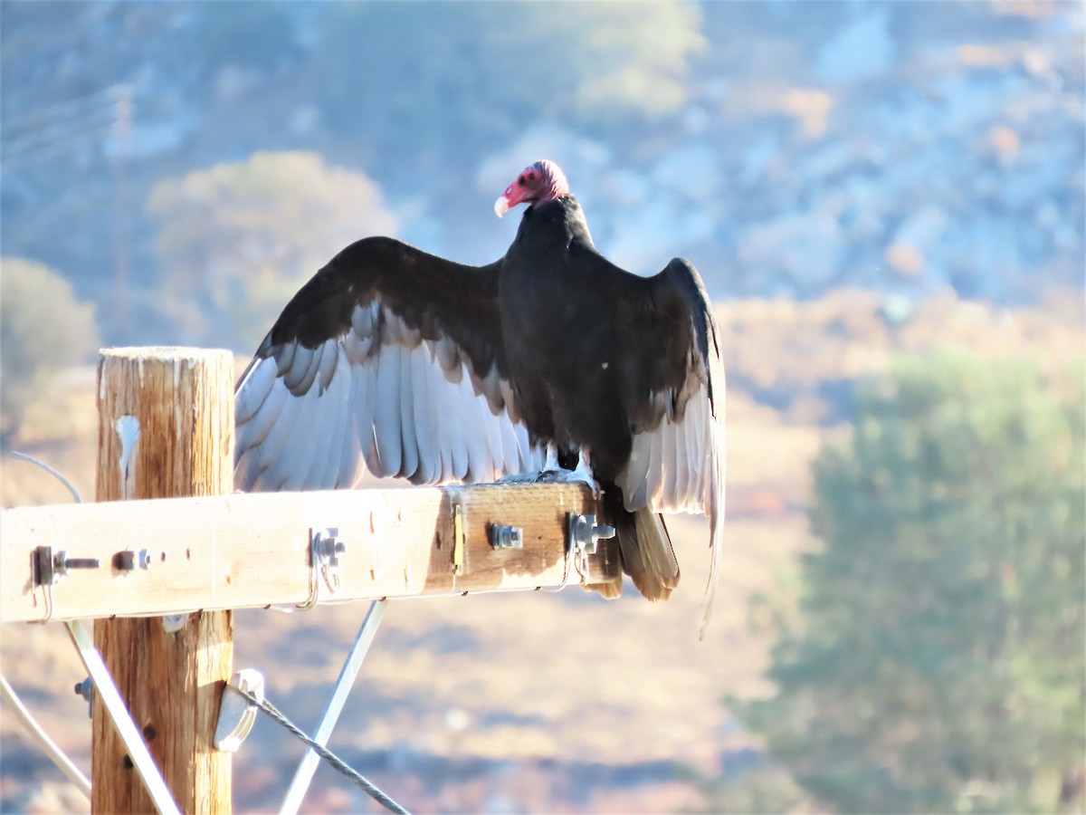 Turkey Vulture - ML488514861