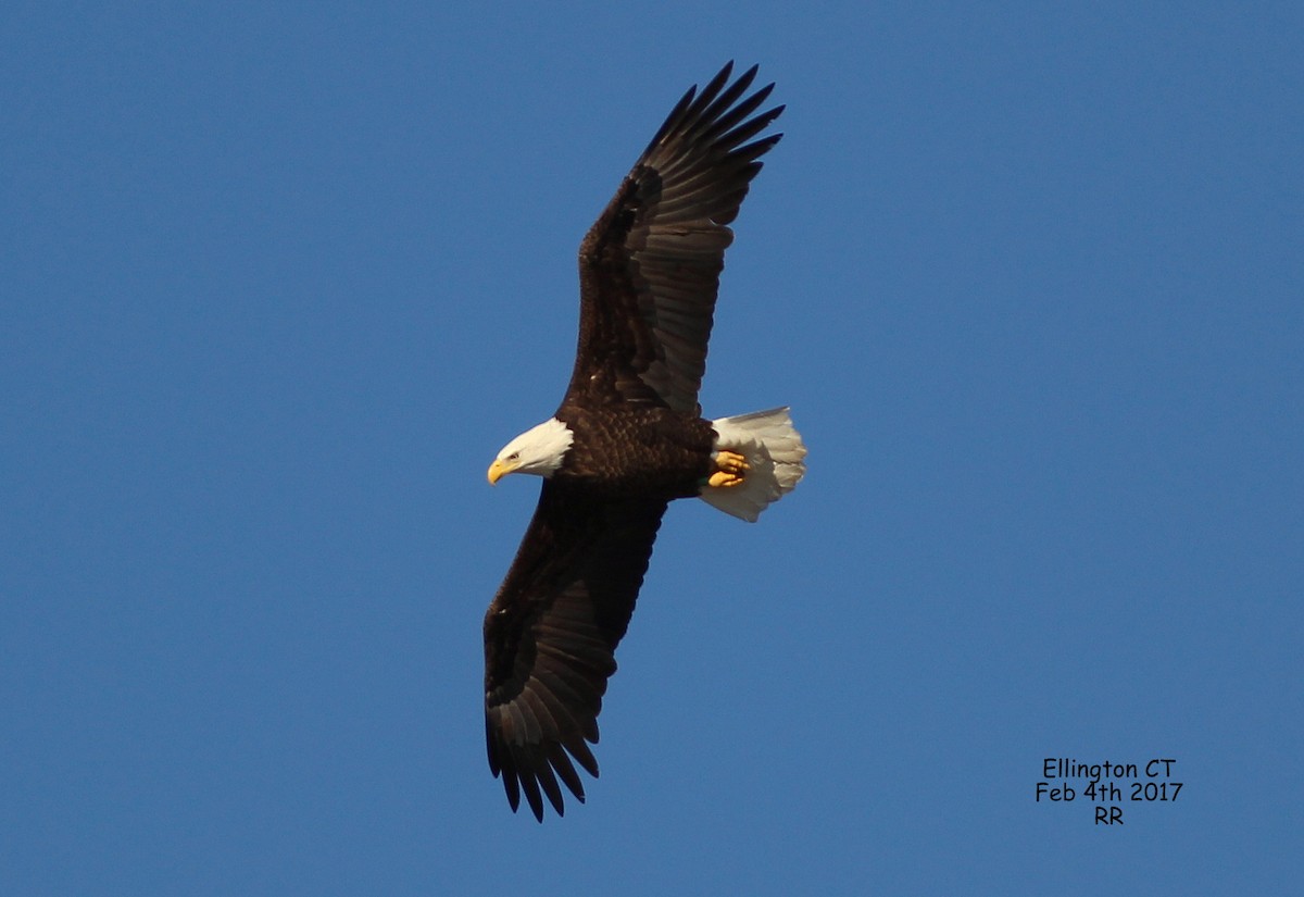 Bald Eagle - Rocky Rhoads