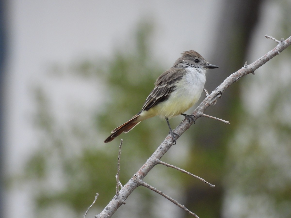 Ash-throated Flycatcher - ML488516381