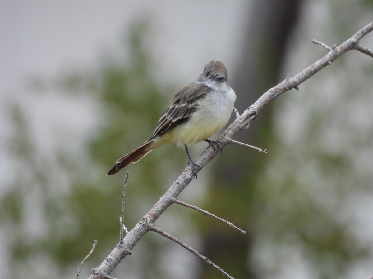 Ash-throated Flycatcher - ML488516681