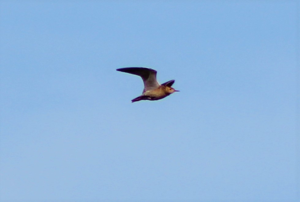 Upland Sandpiper - ML488517131