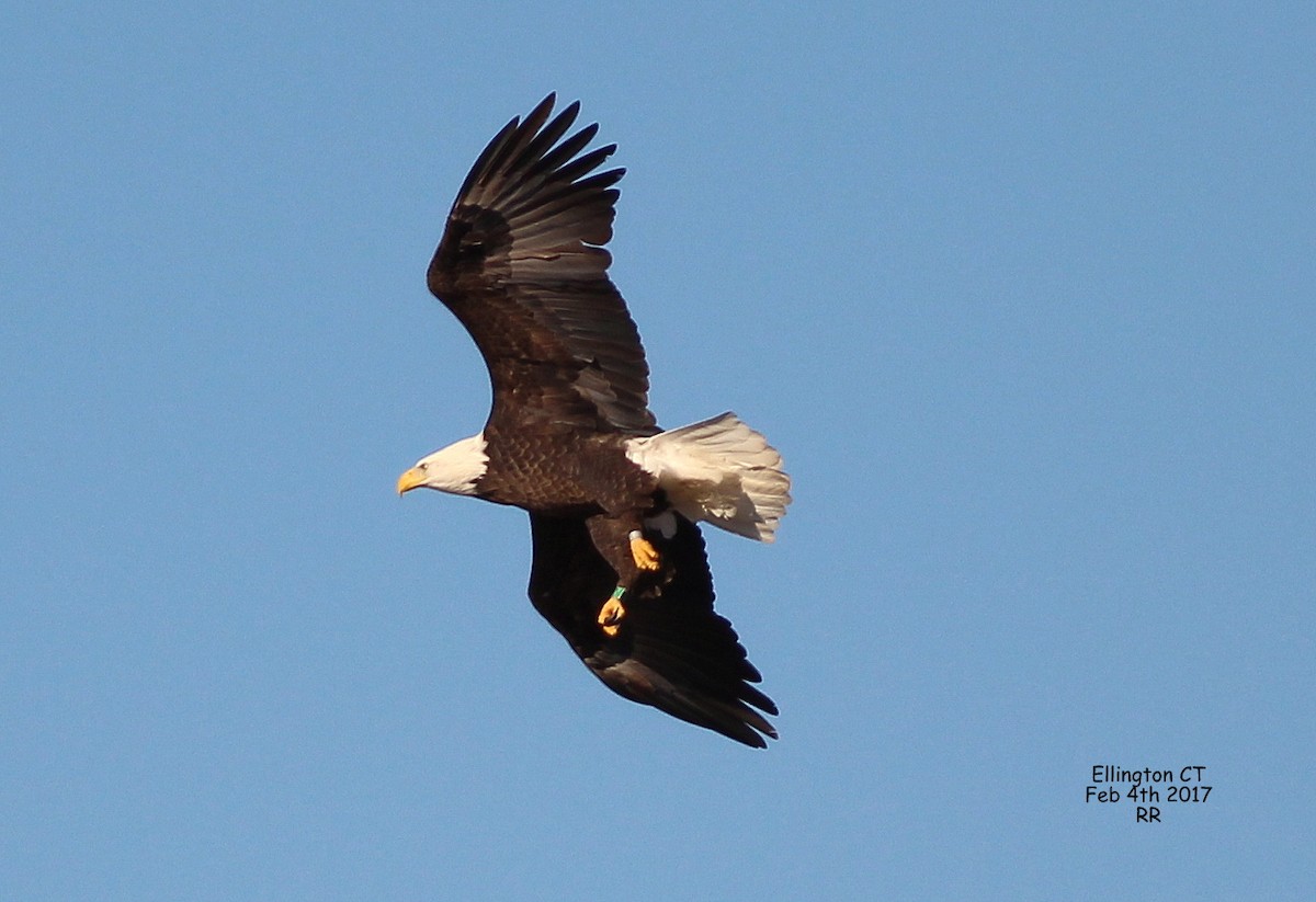 Bald Eagle - Rocky Rhoads