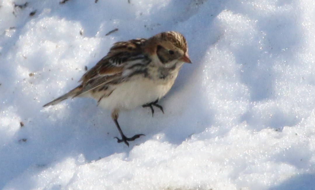 Lapland Longspur - ML48851841