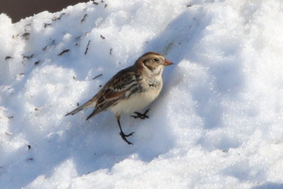 Lapland Longspur - ML48851851