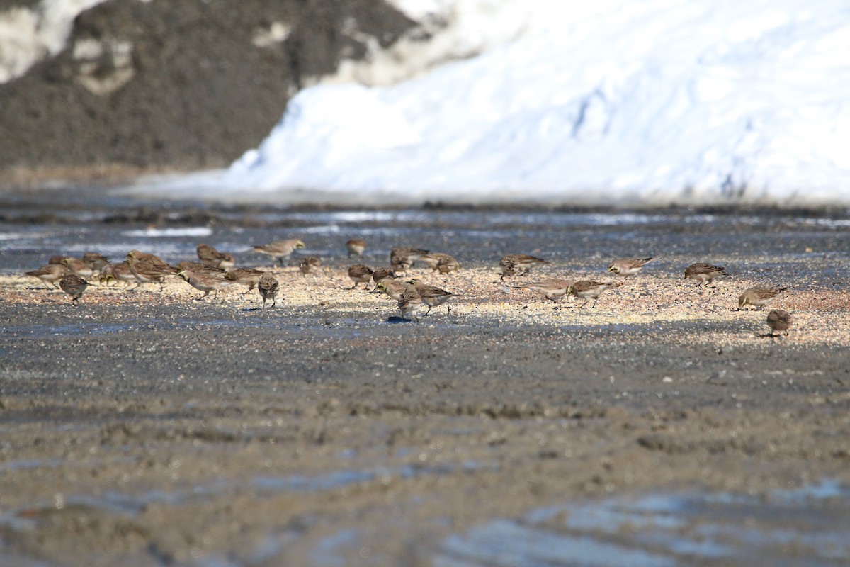 Horned Lark - ML48851891