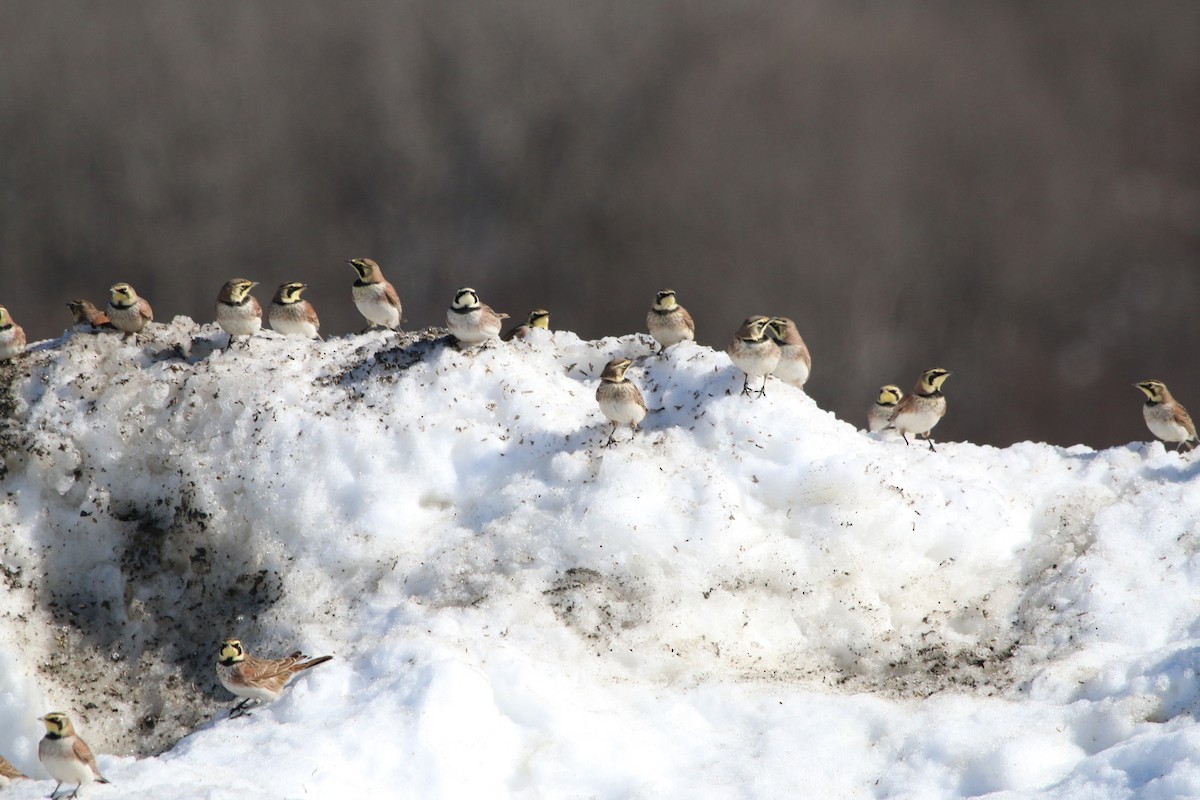 Horned Lark - ML48851901