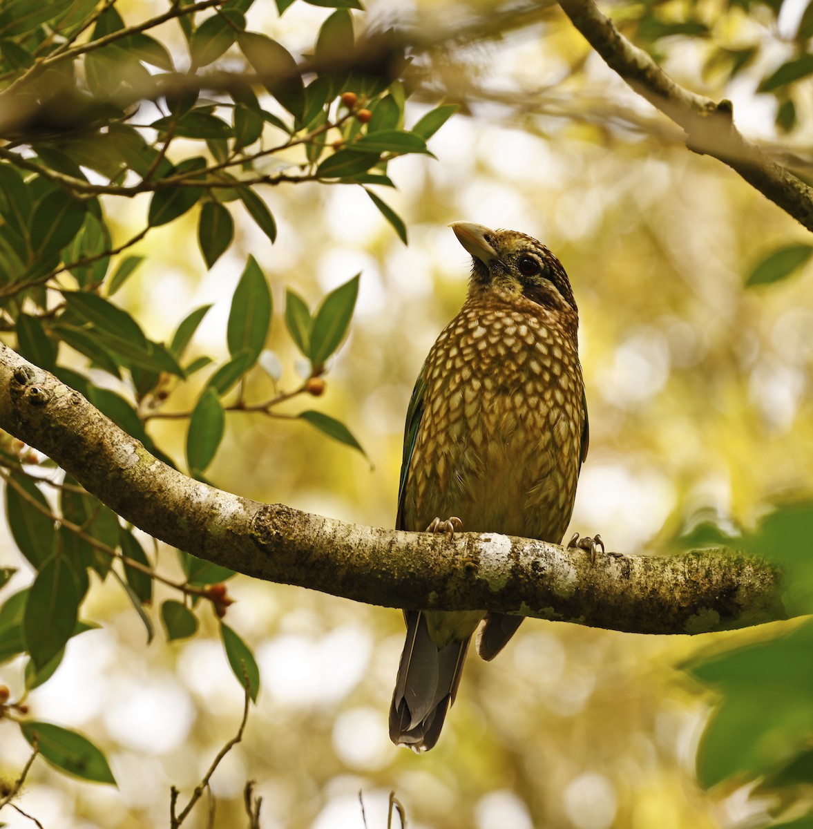 Spotted Catbird - ML488520081