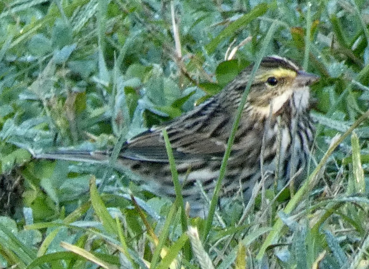 Savannah Sparrow - ML488520451