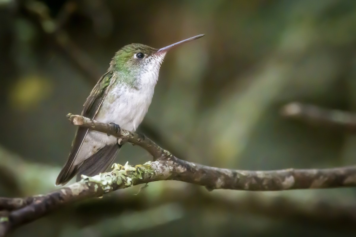 White-bellied Hummingbird - ML488521481