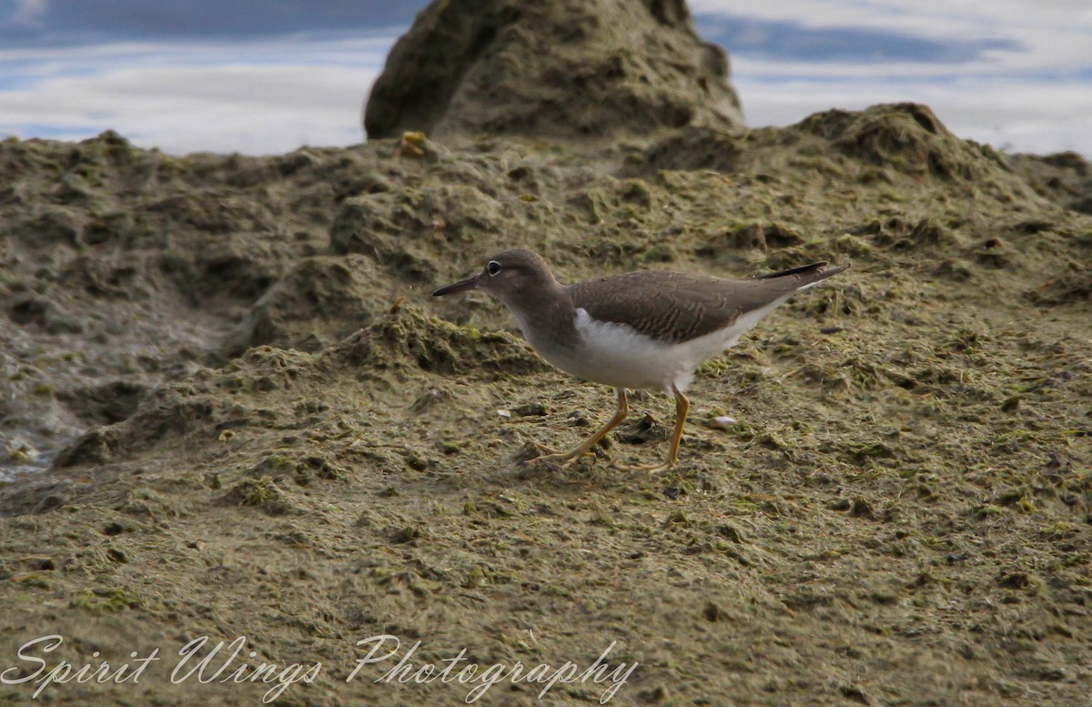 Spotted Sandpiper - ML488522311