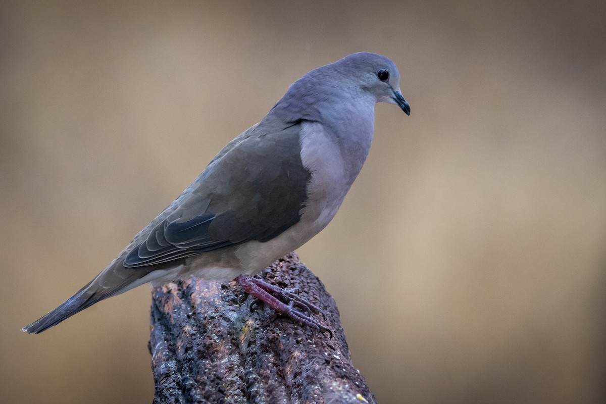 Large-tailed Dove - ADRIAN GRILLI