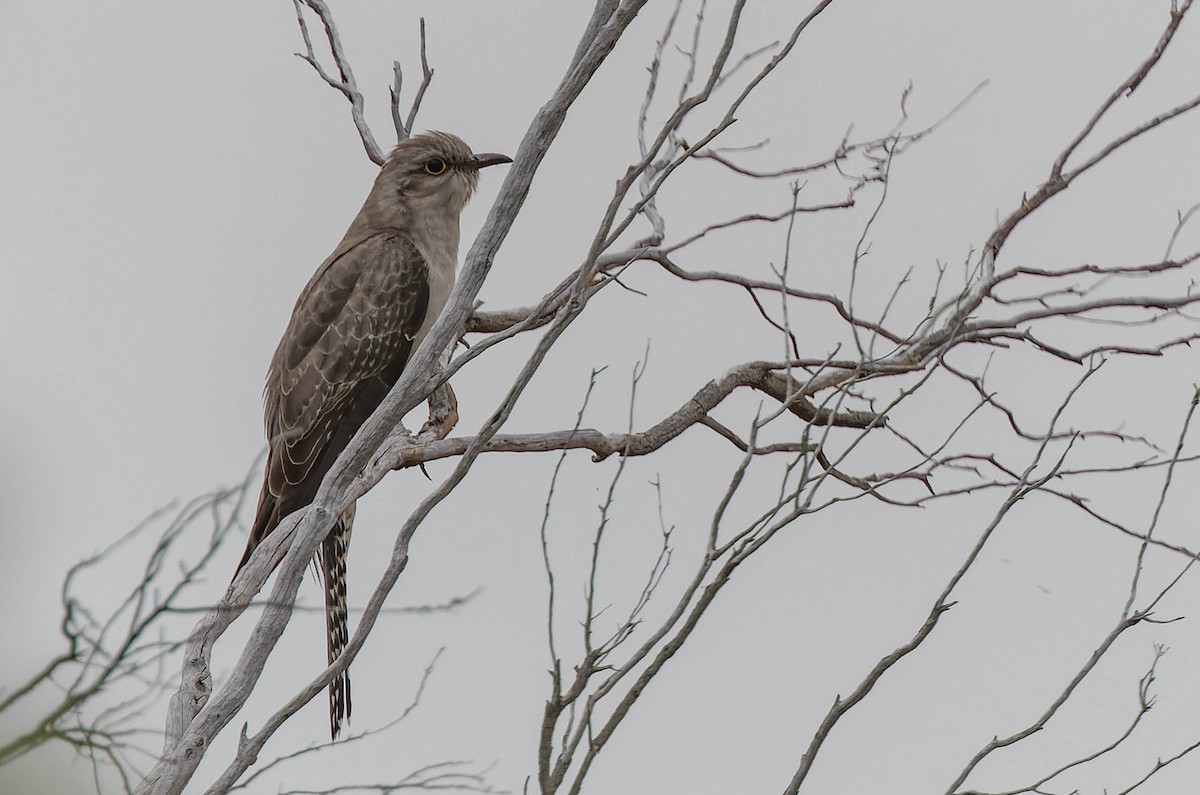 Pallid Cuckoo - ML488525491