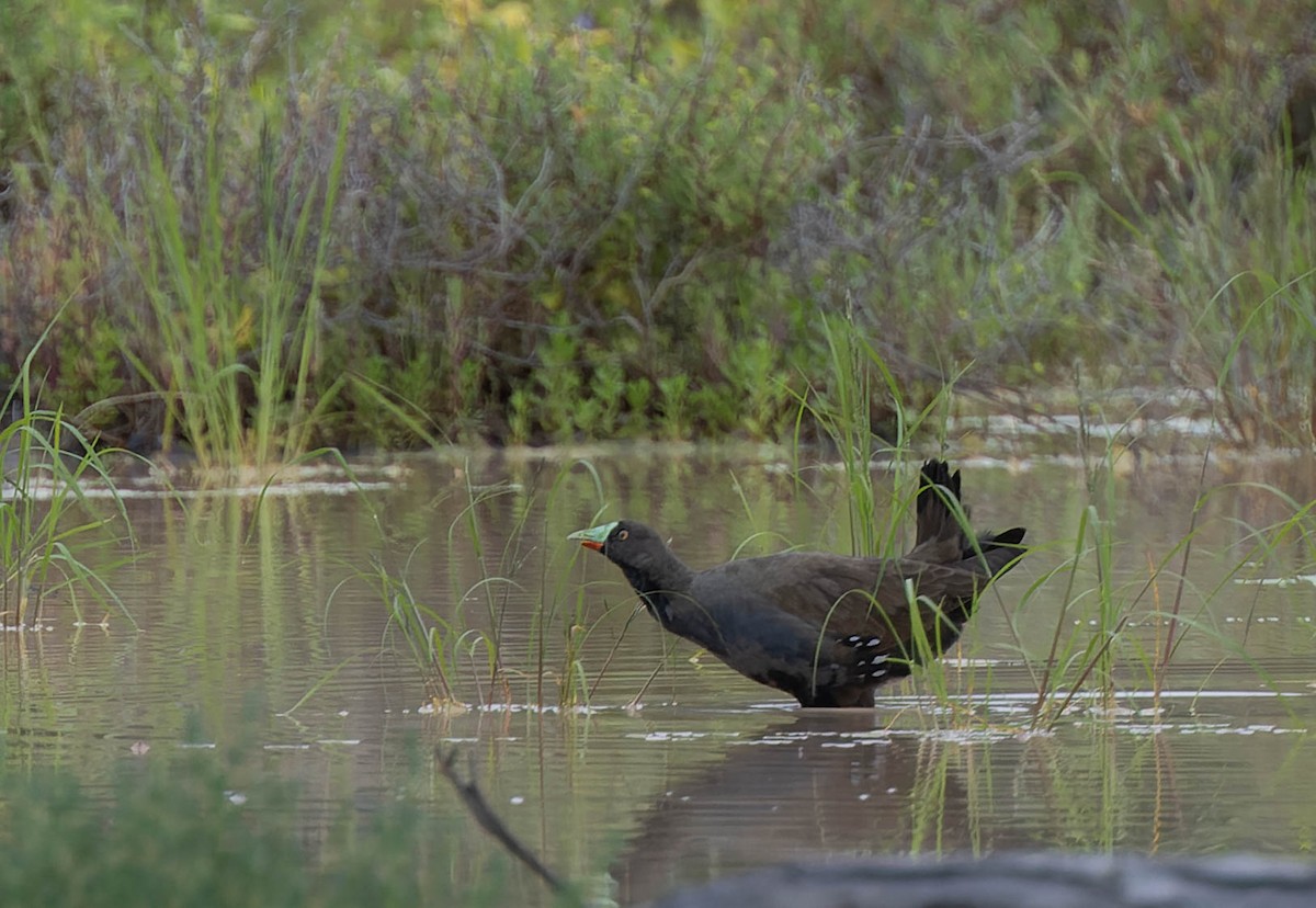 Black-tailed Nativehen - ML488525541