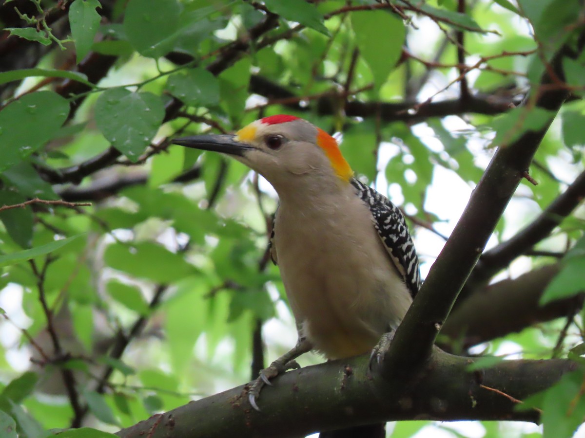Golden-fronted Woodpecker (Northern) - ML488527291