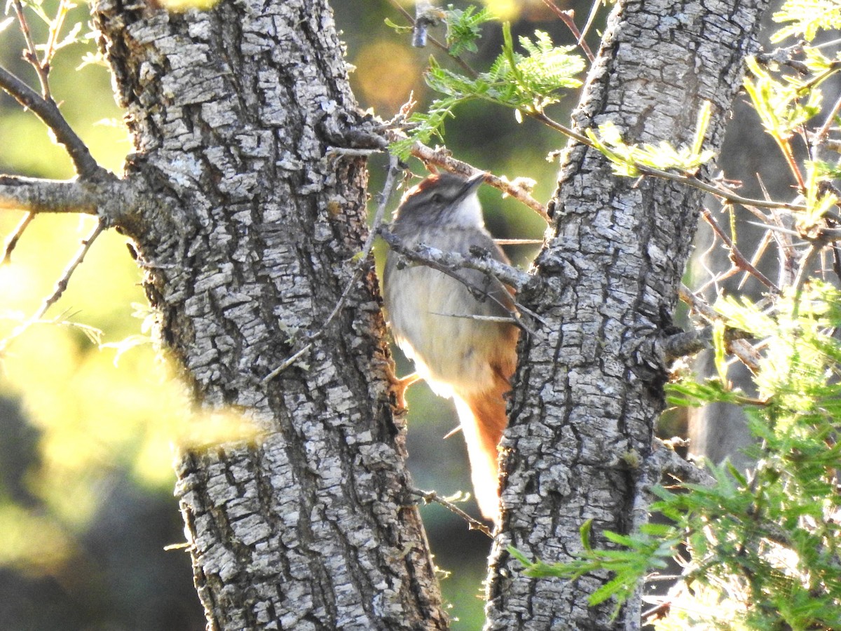 Pale-breasted Spinetail - ML488527321