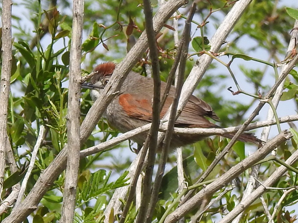Pale-breasted Spinetail - ML488527891