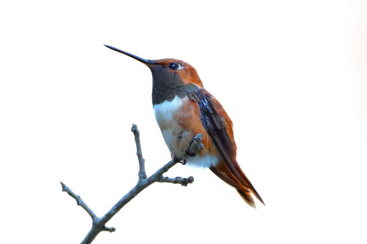 Rufous Hummingbird - ML488528301