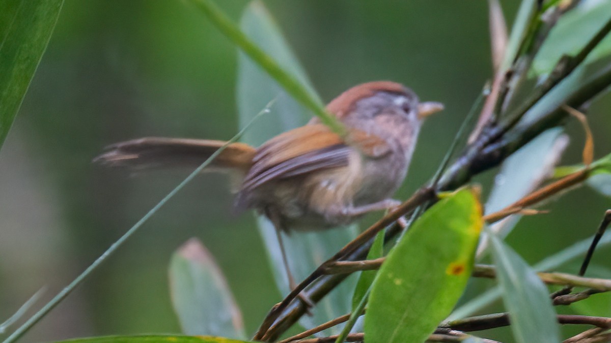 Spectacled Fulvetta - Robert Tizard