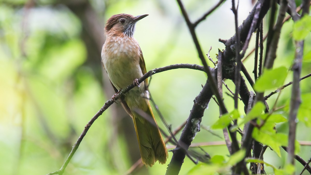 Mountain Bulbul - ML488528761