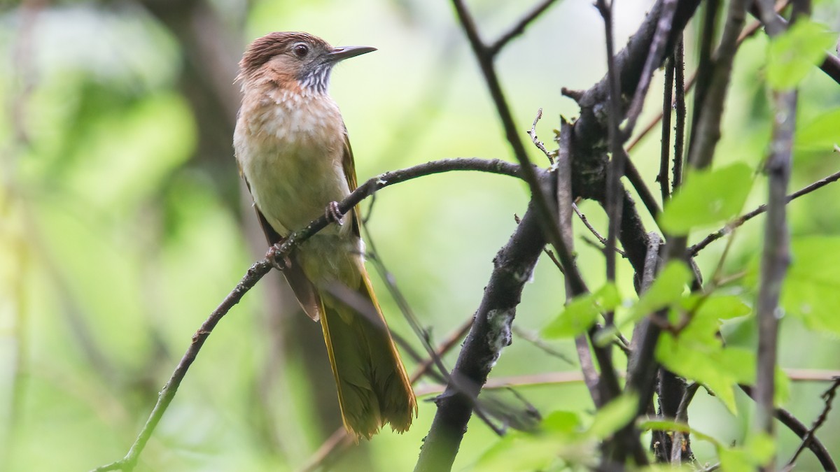 Mountain Bulbul - ML488528771