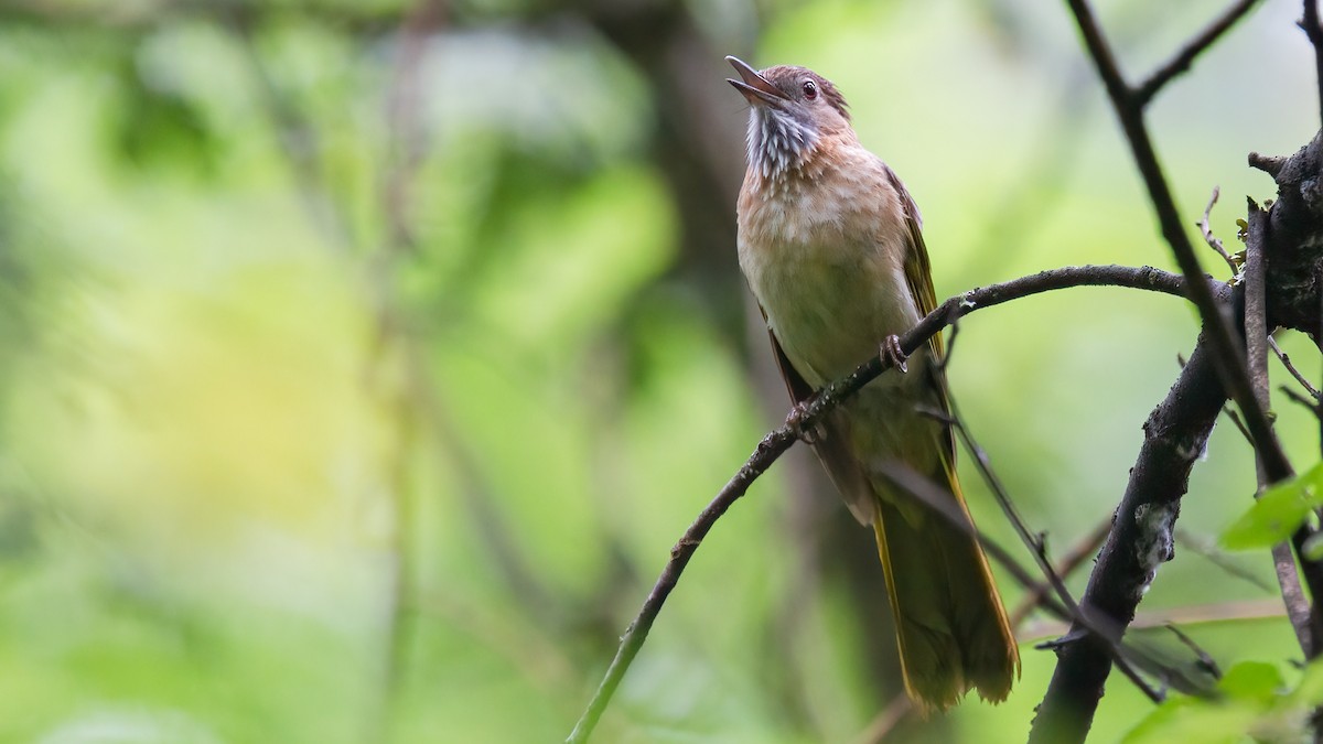 Mountain Bulbul - ML488528811