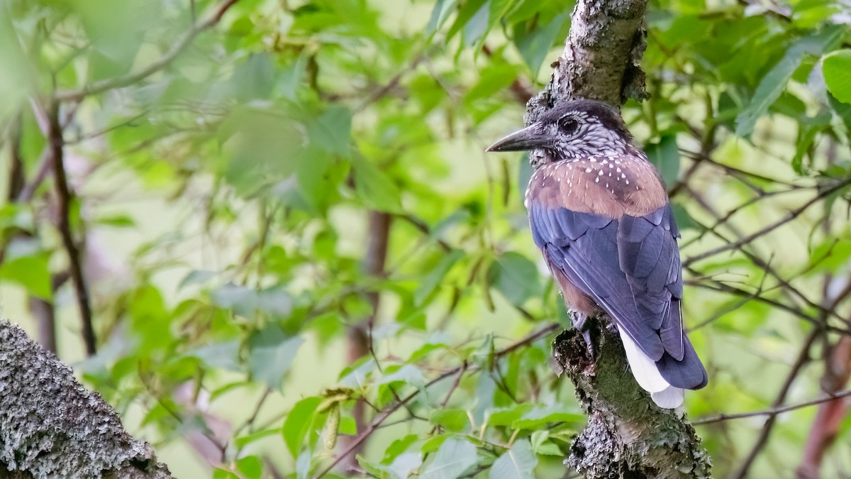 Eurasian Nutcracker (Southern) - Robert Tizard