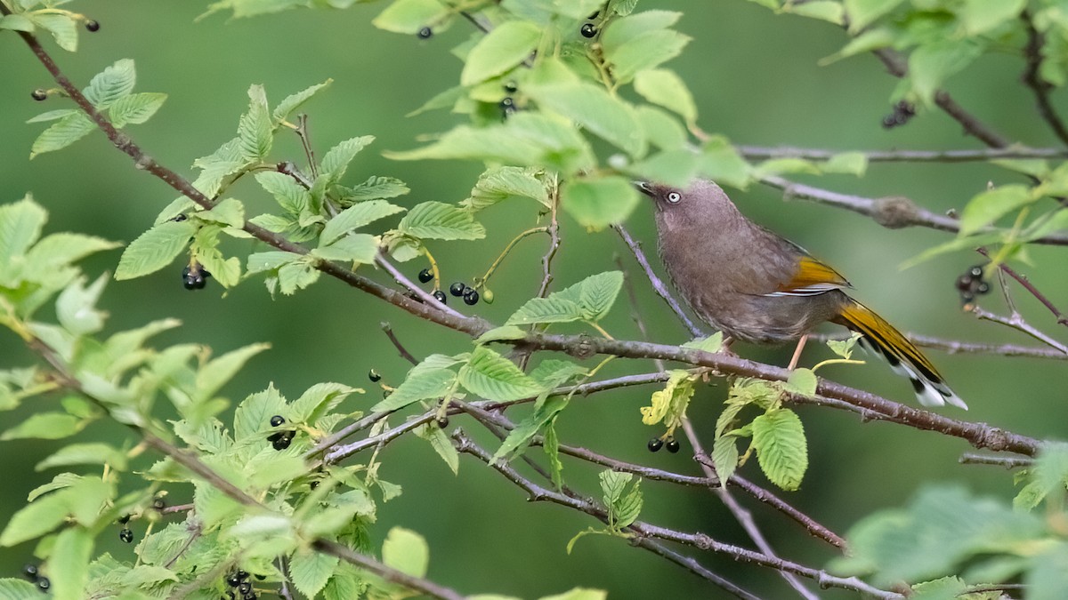 Elliot's Laughingthrush - ML488529351