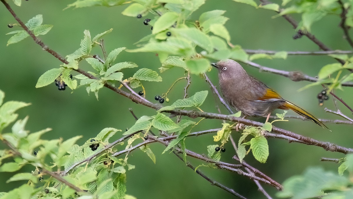Elliot's Laughingthrush - ML488529361