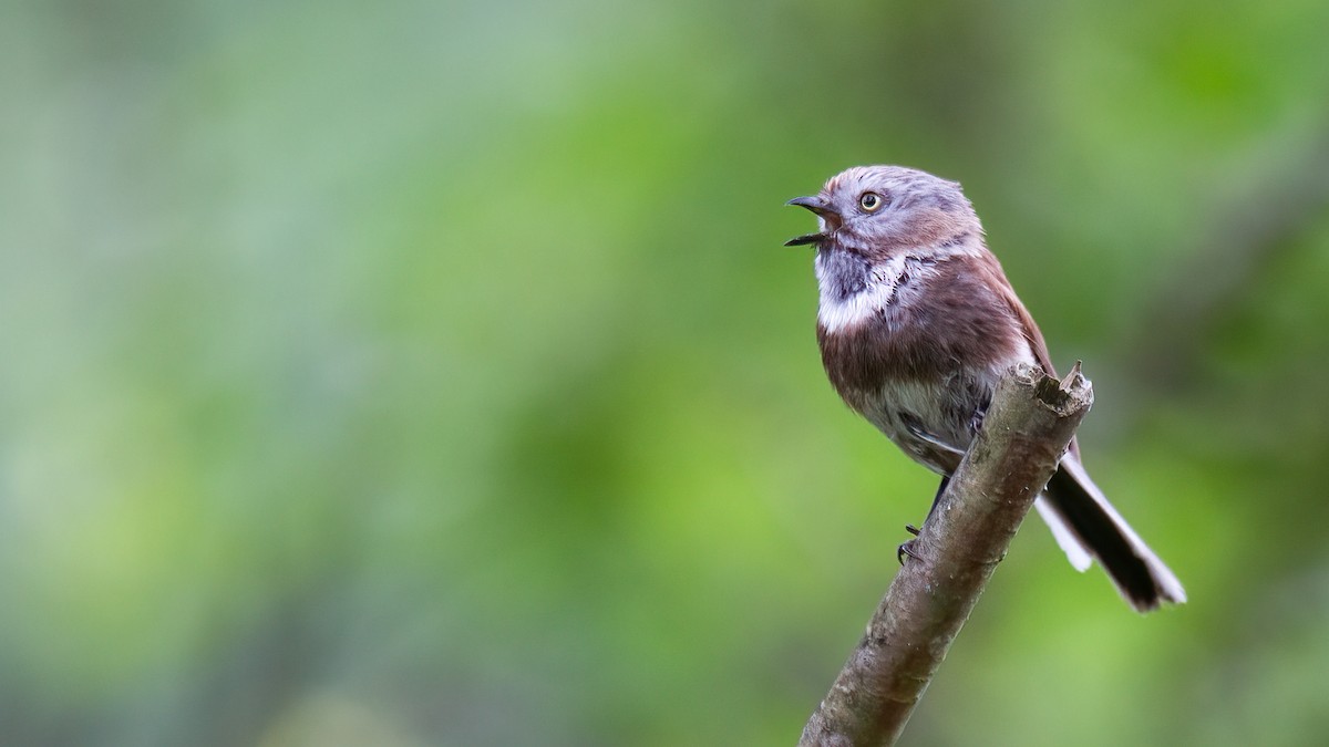 Sooty Tit - ML488529641