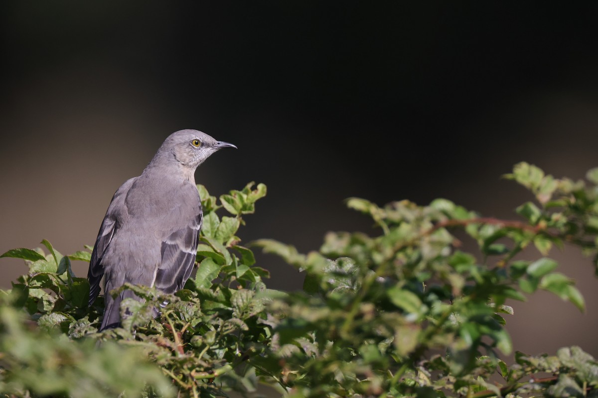 Northern Mockingbird - ML488529681